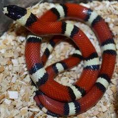 Baby Hypo Sinaloan Milk x Thayeri Kingsnakes