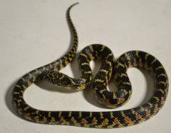 Small Florida Kingsnakes