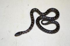 Baby Axanthic Brooks Kingsnakes