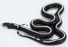 Baby Striped Black & White California Kingsnakes