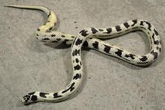 Adult High White Aberrant California Kingsnakes