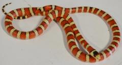 Adult Arizona Mountain Kingsnakes