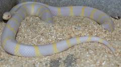 Adult Albino California Kingsnakes