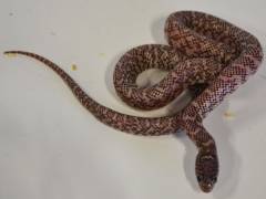 Baby Ghost Florida Kingsnakes