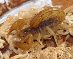 Desert Striped Tail Devil Scorpions