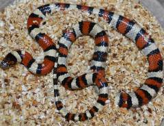 Sub Adult Central Plains Milksnakes