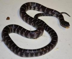 Baby Axanthic Florida Kingsnakes