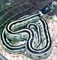 Baby Reverse Stripe California Kingsnakes