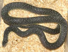 Sub Adult Speckled Kingsnakes
