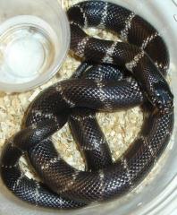 Baby Baja Kingsnakes