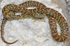Baby Yellow Brooks Kingsnakes