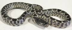 Baby Anery Desert Kingsnakes