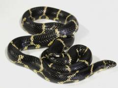 Sub Adult Eastern Chain Kingsnakes