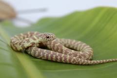 Baby Lavender Florida Kingsnakes