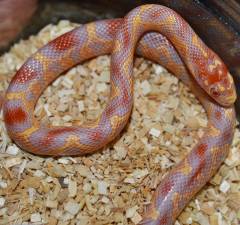Baby Albino Brooks King x Jungle Cornsnakes
