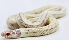 Baby Albino Aberrant California Kingsnakes