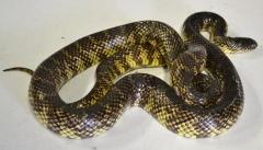 Adult Brooks Kingsnakes