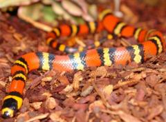 Baby Honduran Milksnakes