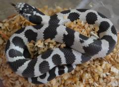 Baby 50/50 Black & White California Kingsnakes