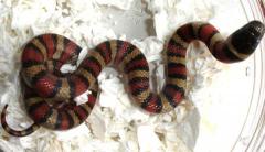 Baby Ruthven's Kingsnakes