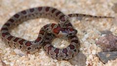 Baby San Luis Potosi Kingsnakes
