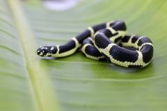 Baby Eastern Chain Kingsnakes