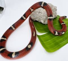 Adult Nelsons Milksnakes
