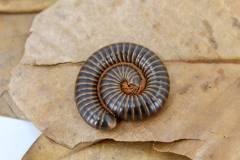 Giant Pink Foot Millipedes