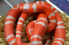 Baby Albino Tangerine Honduran Milksnakes