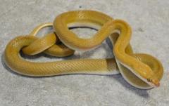 Sub Adult Olive House Snakes
