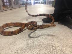 Dog Toothed Cat Snakes