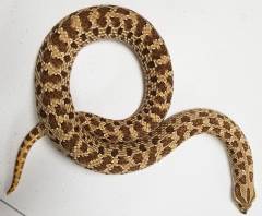 Adult Western Hognose Snakes Het for Albino