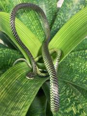 Paradise Flying Snakes