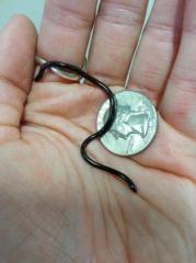 Brahiminy Blind Snakes