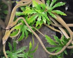 Baby Asian Green Vine Snakes