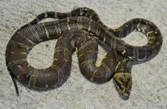 Puff Faced Water Snakes