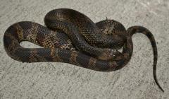 Baby Black Pinesnakes