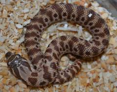 Baby Tiger Western Hognose Snakes