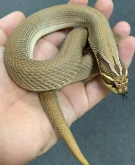 Adult Purple Line Super Anaconda Western Hognose Snakes
