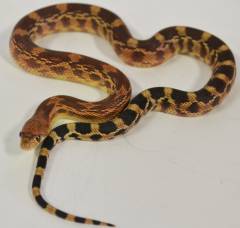 Baby Southern Pine x Baja Gopher Snakes