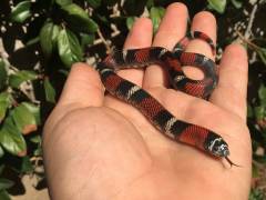 Baby Tri Colored Hognose Snakes