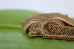 Egyptian Cat Eyed Snakes