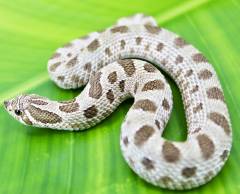 Baby Arctic Anaconda Western Hognose Snakes