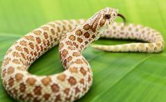Small Toffee Western Hognose Snakes