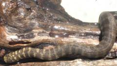 Banded Elephant Trunk Snakes