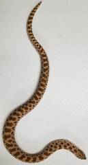 Medium Red Western Hognose Snakes