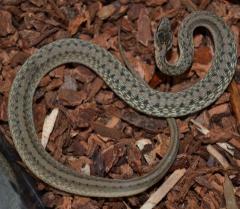 DeKay's Brownsnakes