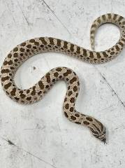 Small Arctic Anaconda Western Hognose Snakes