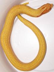 Sub Adult Albino Super Anaconda Western Hognose Snakes