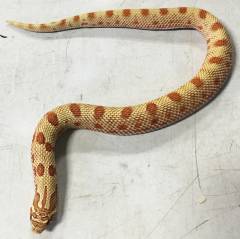 Small Toffee Anaconda Western Hognose Snakes